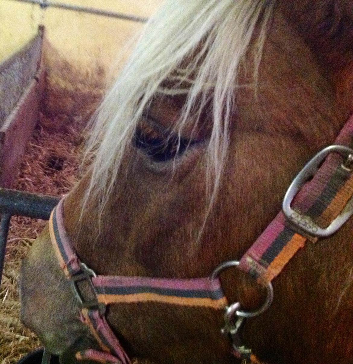 Haflinger Silla billede 17