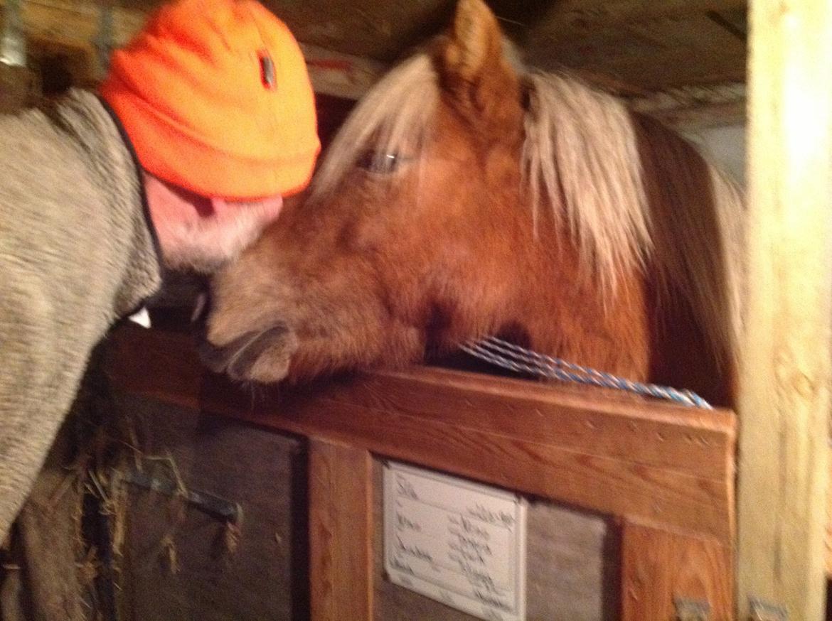 Haflinger Silla billede 18