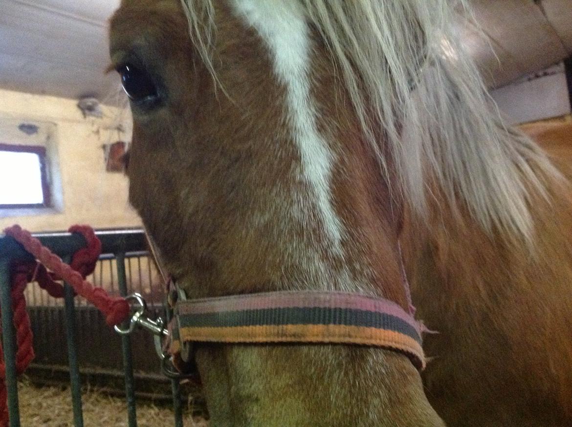 Haflinger Silla billede 19