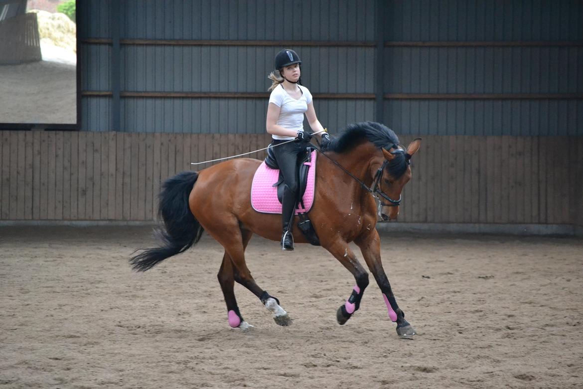 Anden særlig race Madeira billede 16