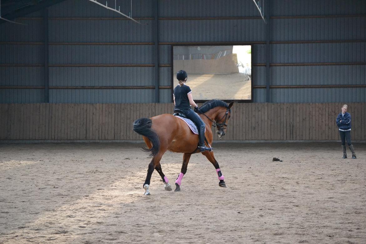 Anden særlig race Madeira billede 17