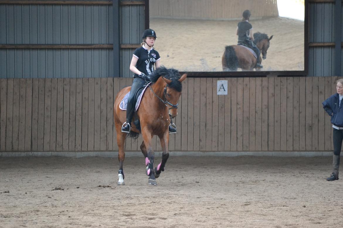 Anden særlig race Madeira billede 18