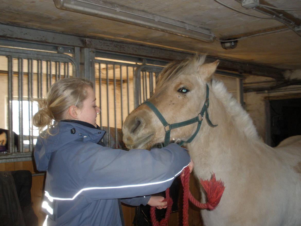 Fjordhest Sanita Dalsgaard billede 21