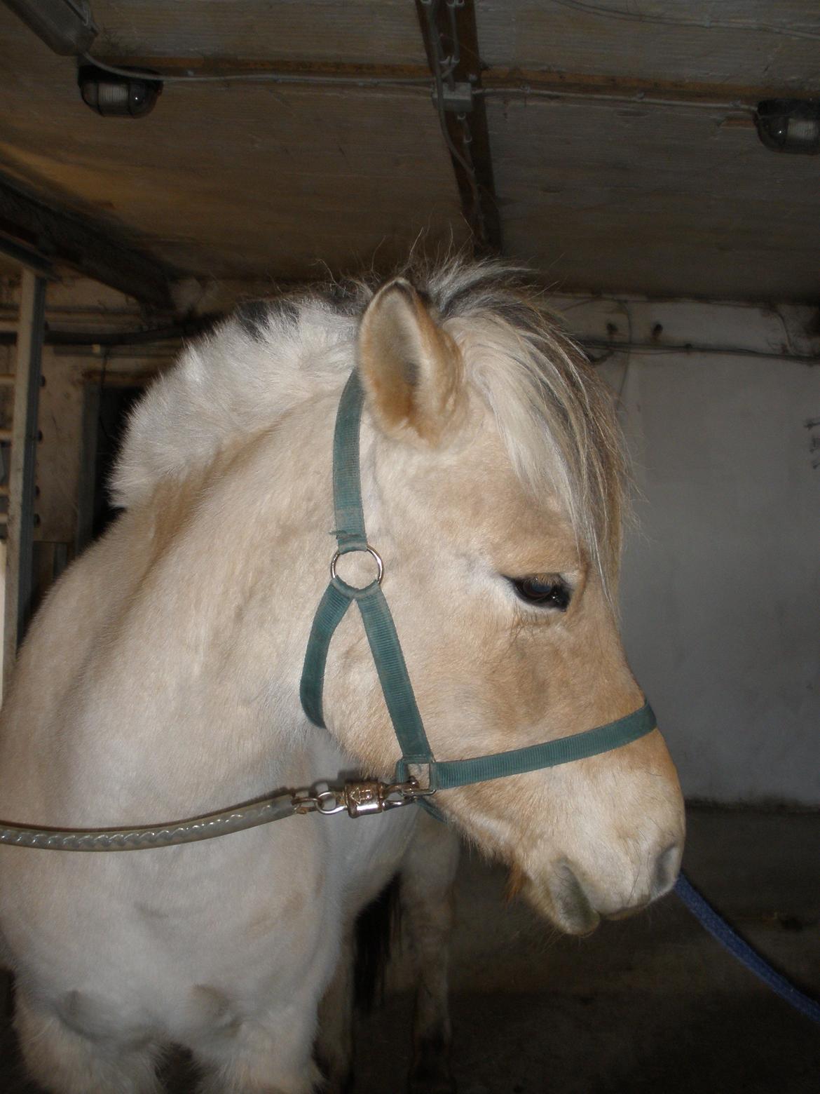 Fjordhest Sanita Dalsgaard billede 22