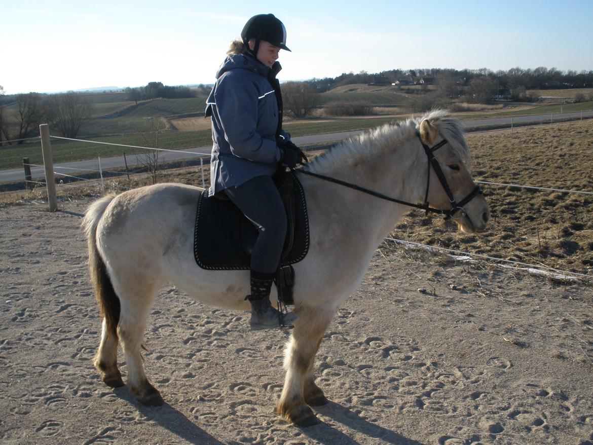 Fjordhest Sanita Dalsgaard billede 23