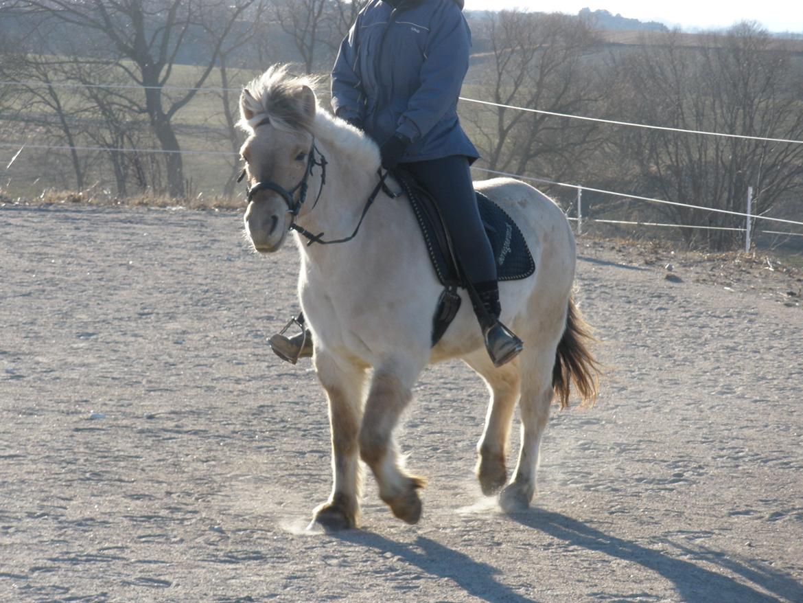 Fjordhest Sanita Dalsgaard billede 24