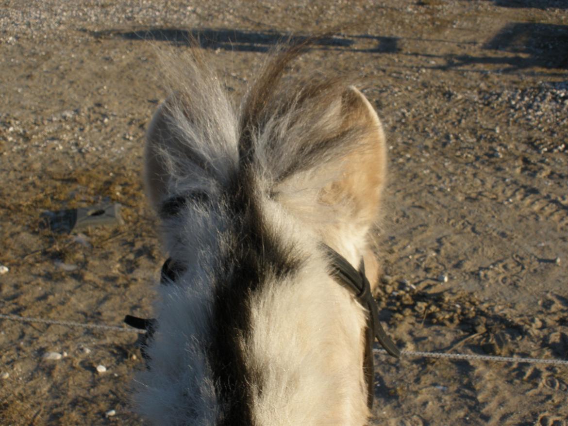 Fjordhest Sanita Dalsgaard billede 25