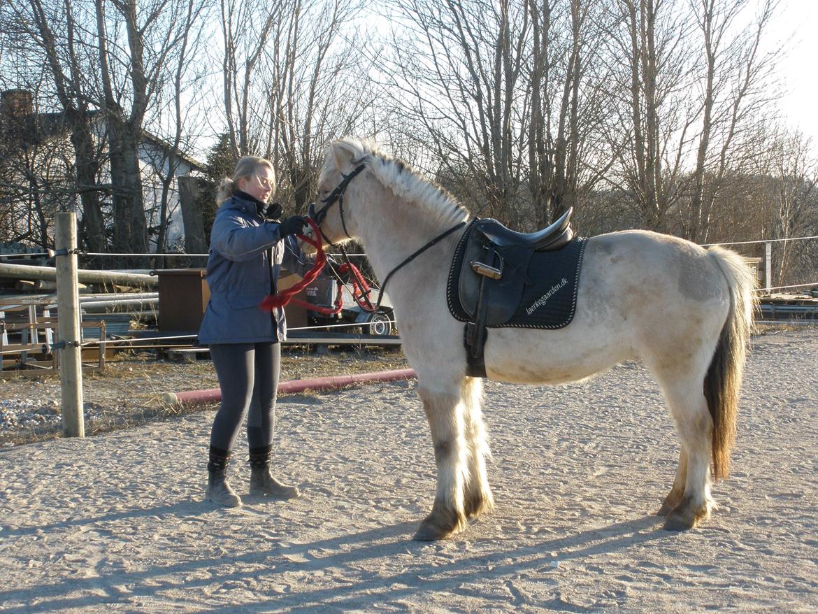 Fjordhest Sanita Dalsgaard billede 26