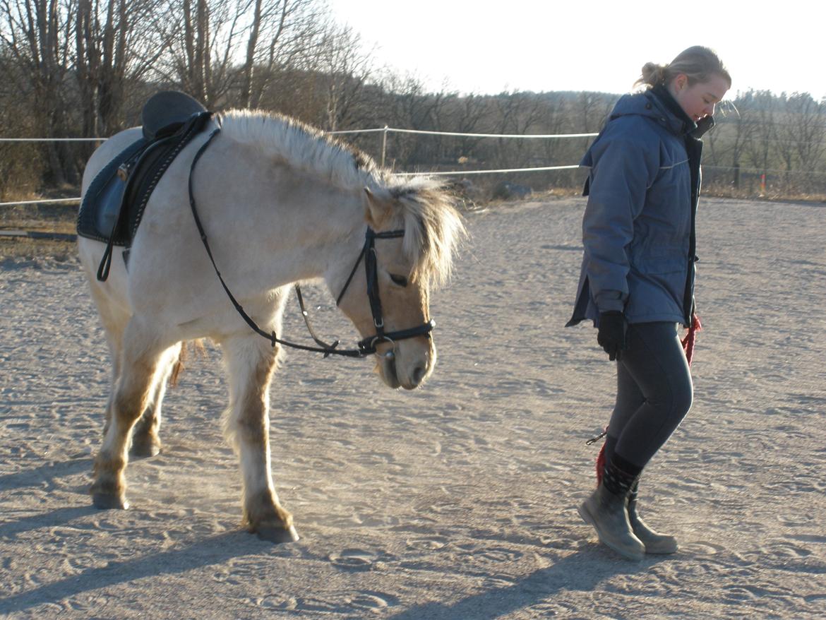 Fjordhest Sanita Dalsgaard billede 27