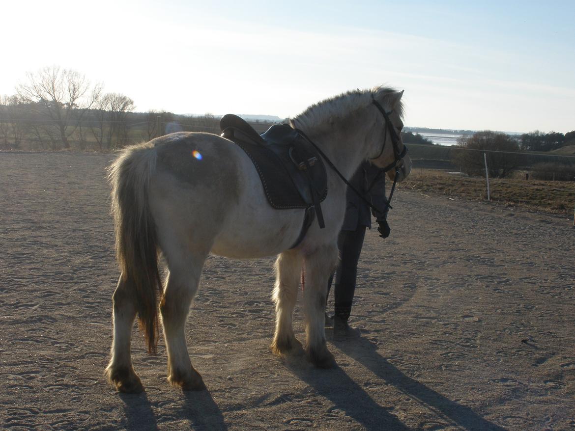 Fjordhest Sanita Dalsgaard billede 28