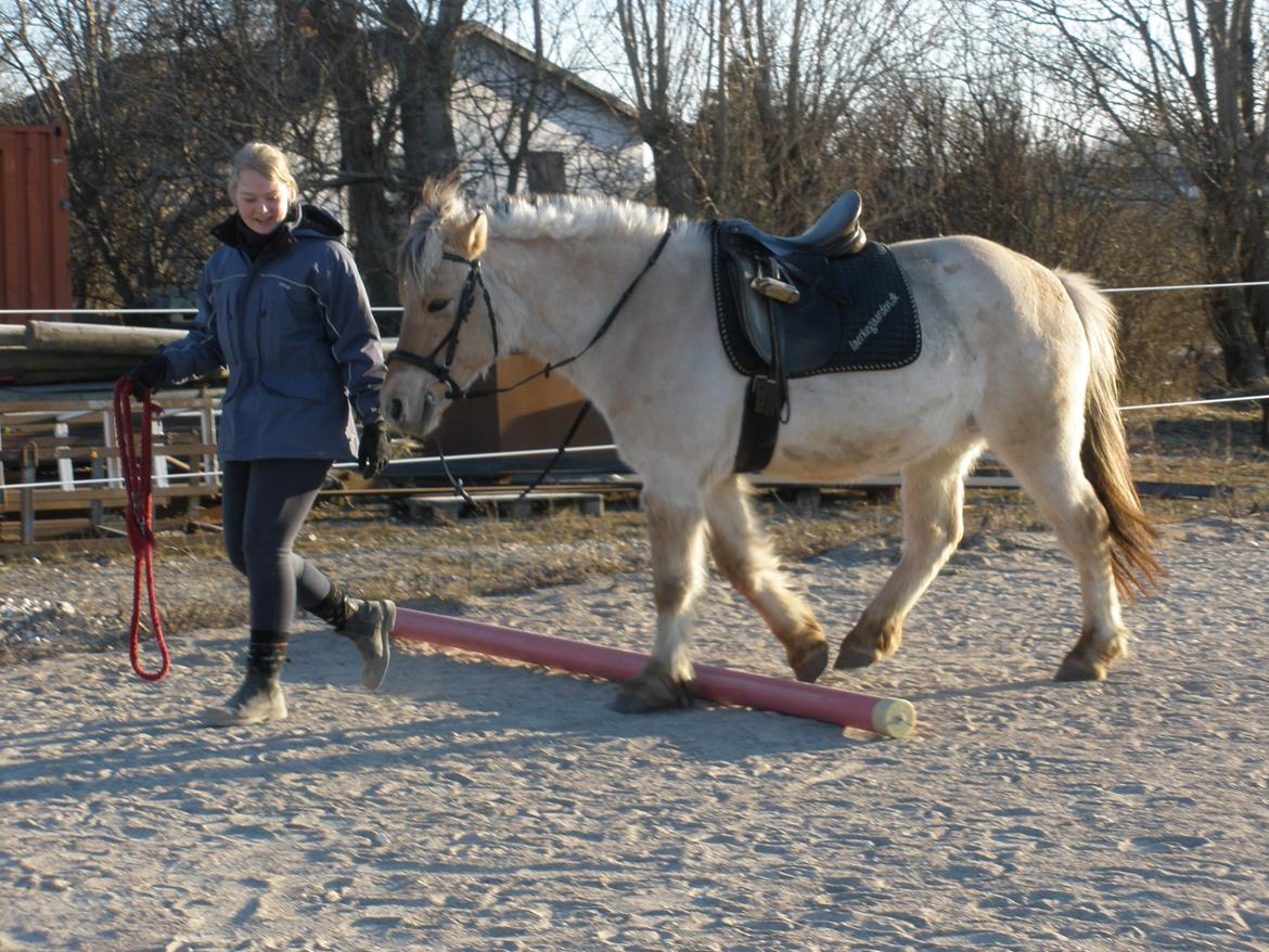 Fjordhest Sanita Dalsgaard billede 29