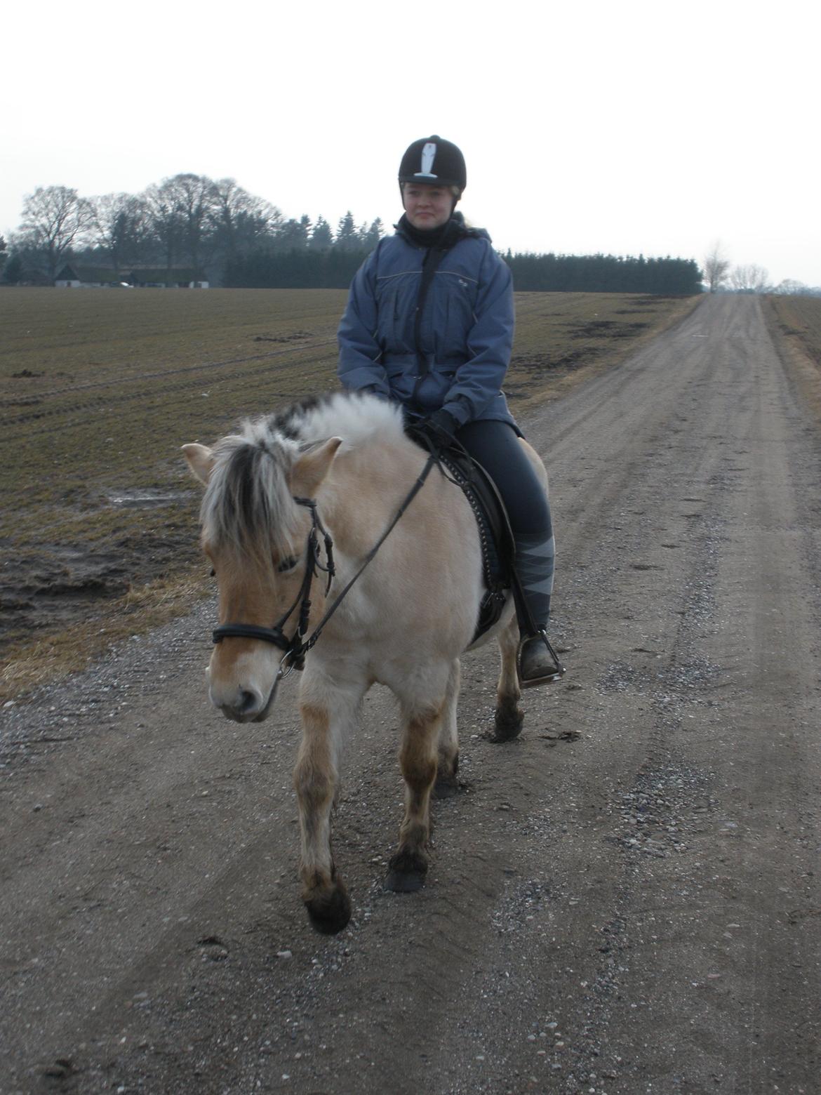 Fjordhest Sanita Dalsgaard billede 31