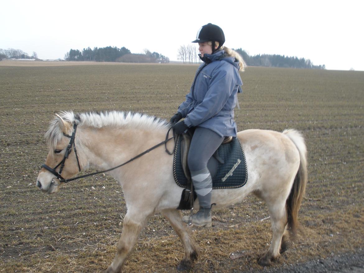 Fjordhest Sanita Dalsgaard billede 32