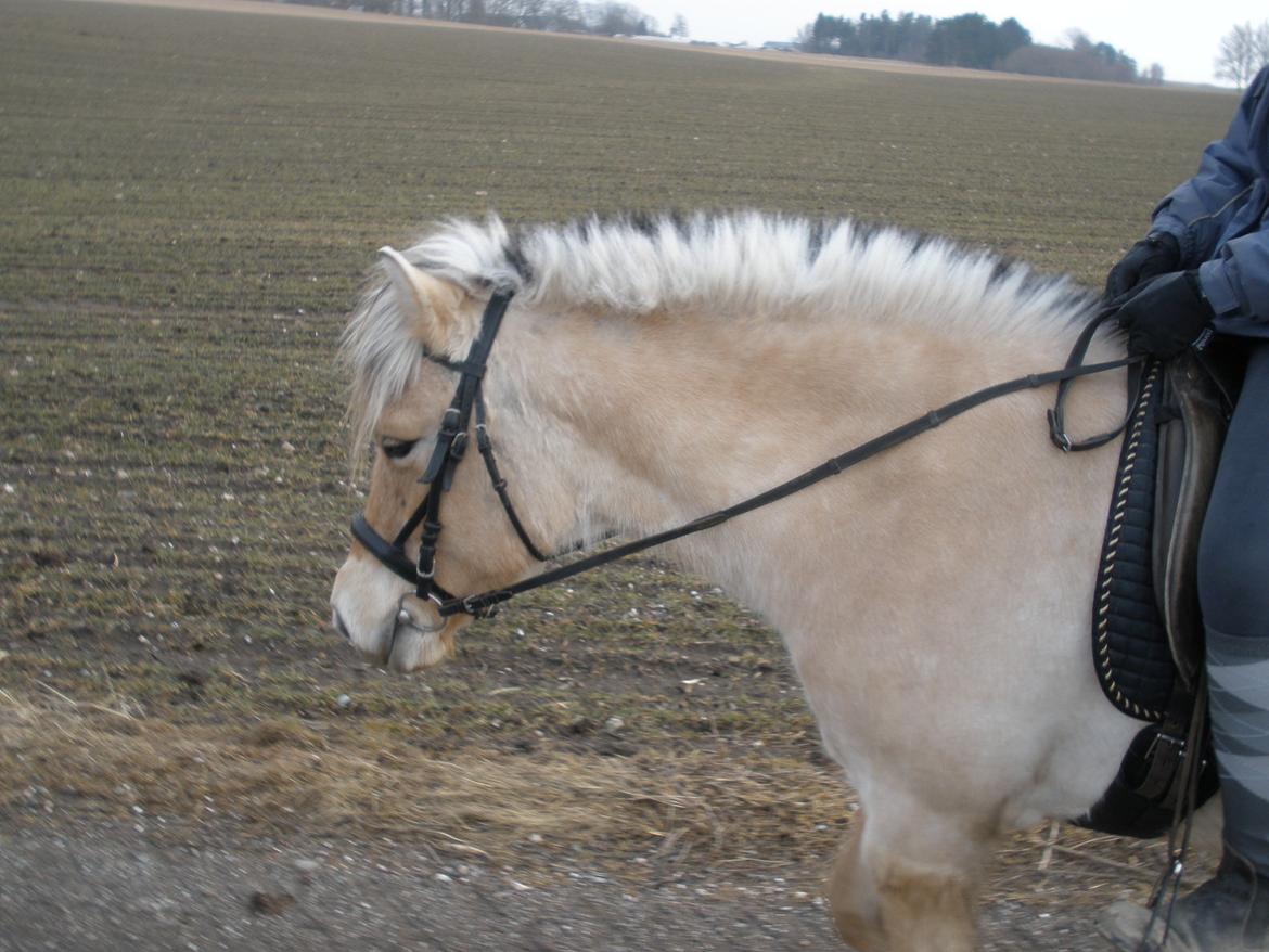 Fjordhest Sanita Dalsgaard billede 33