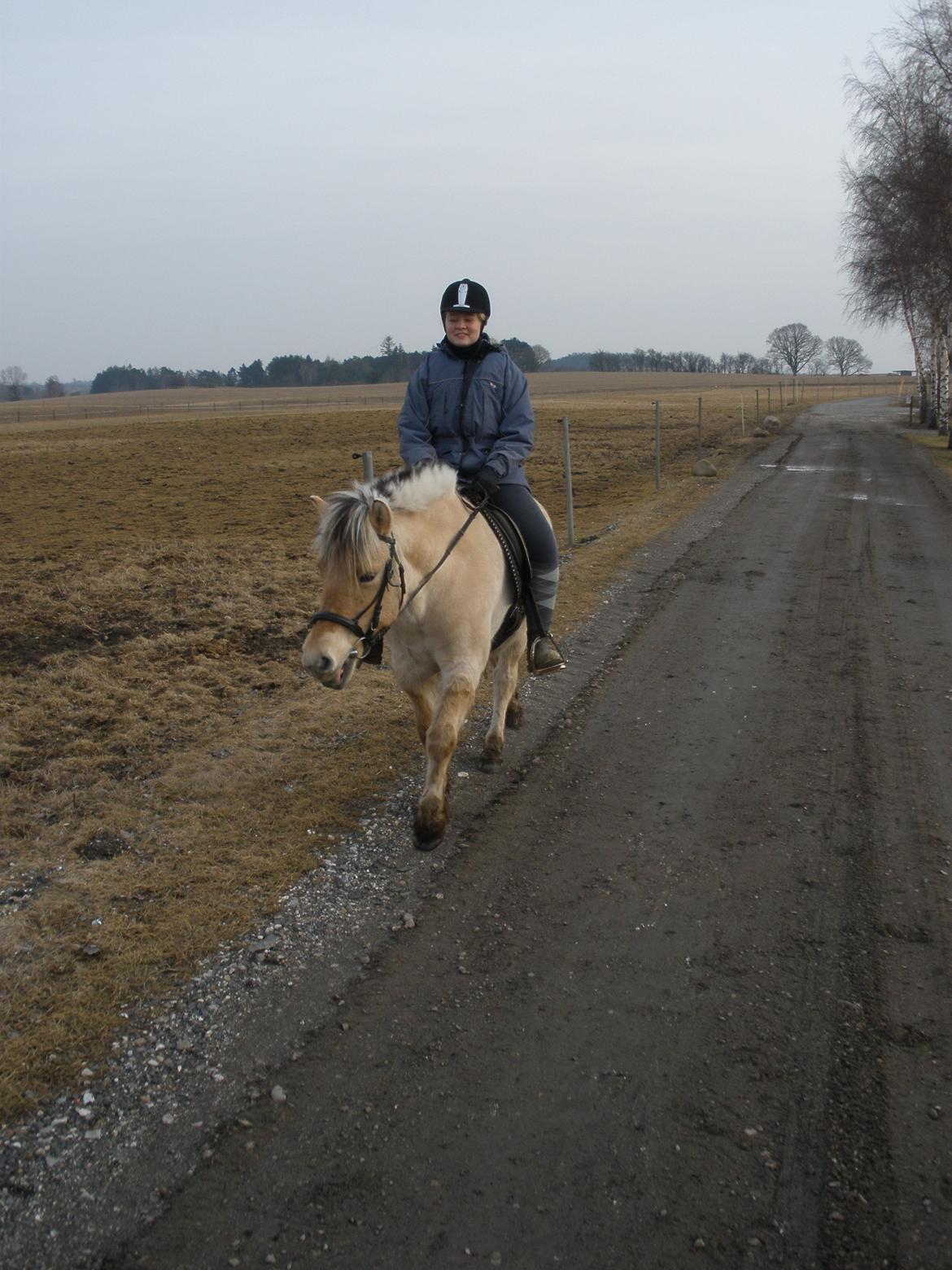 Fjordhest Sanita Dalsgaard billede 34