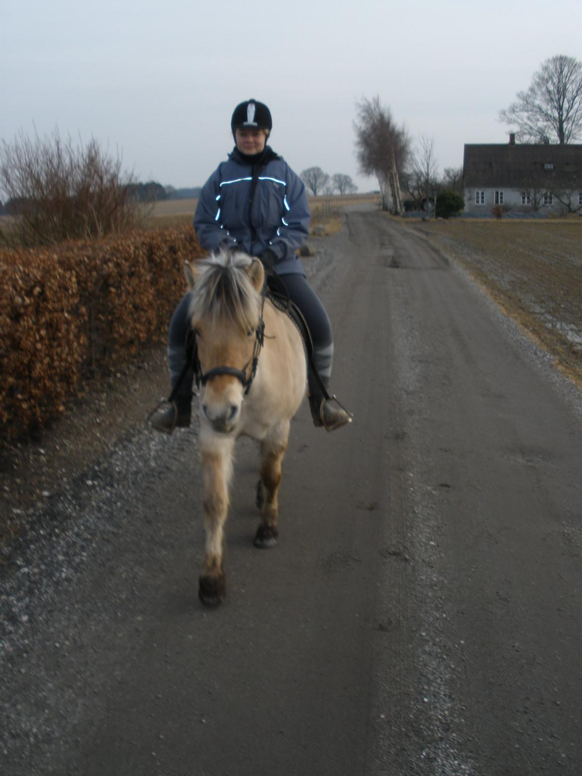 Fjordhest Sanita Dalsgaard billede 35