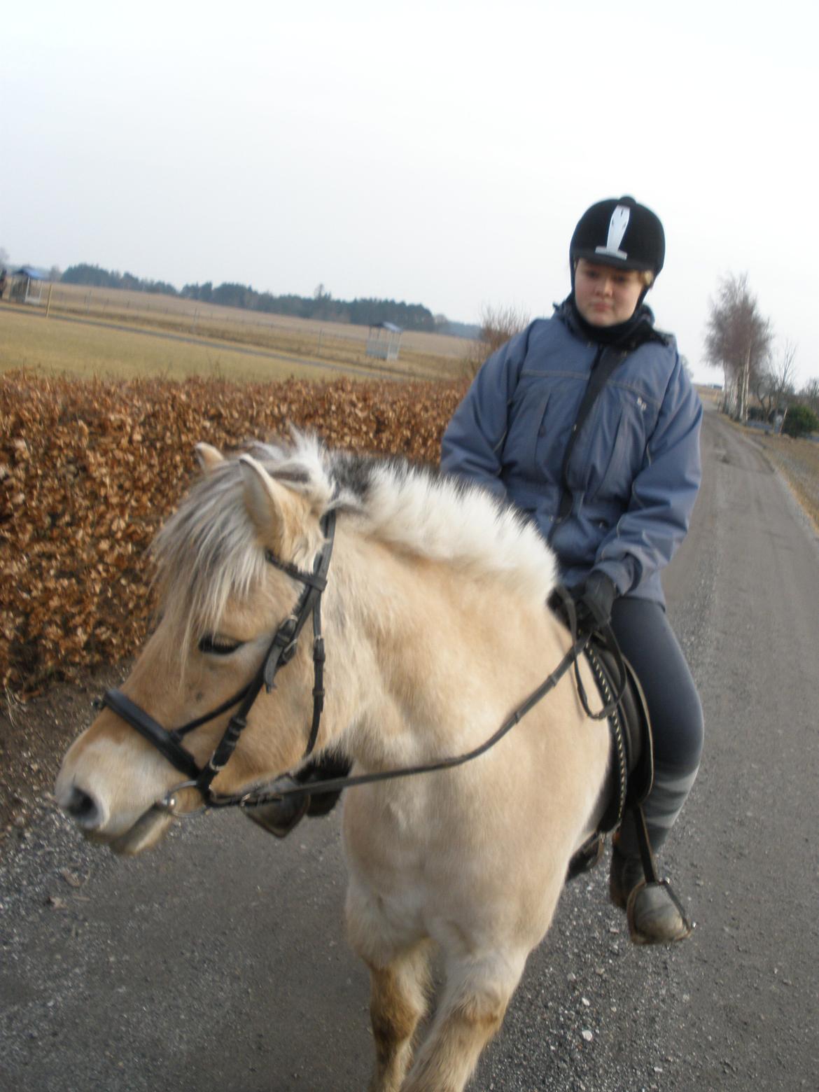 Fjordhest Sanita Dalsgaard billede 36