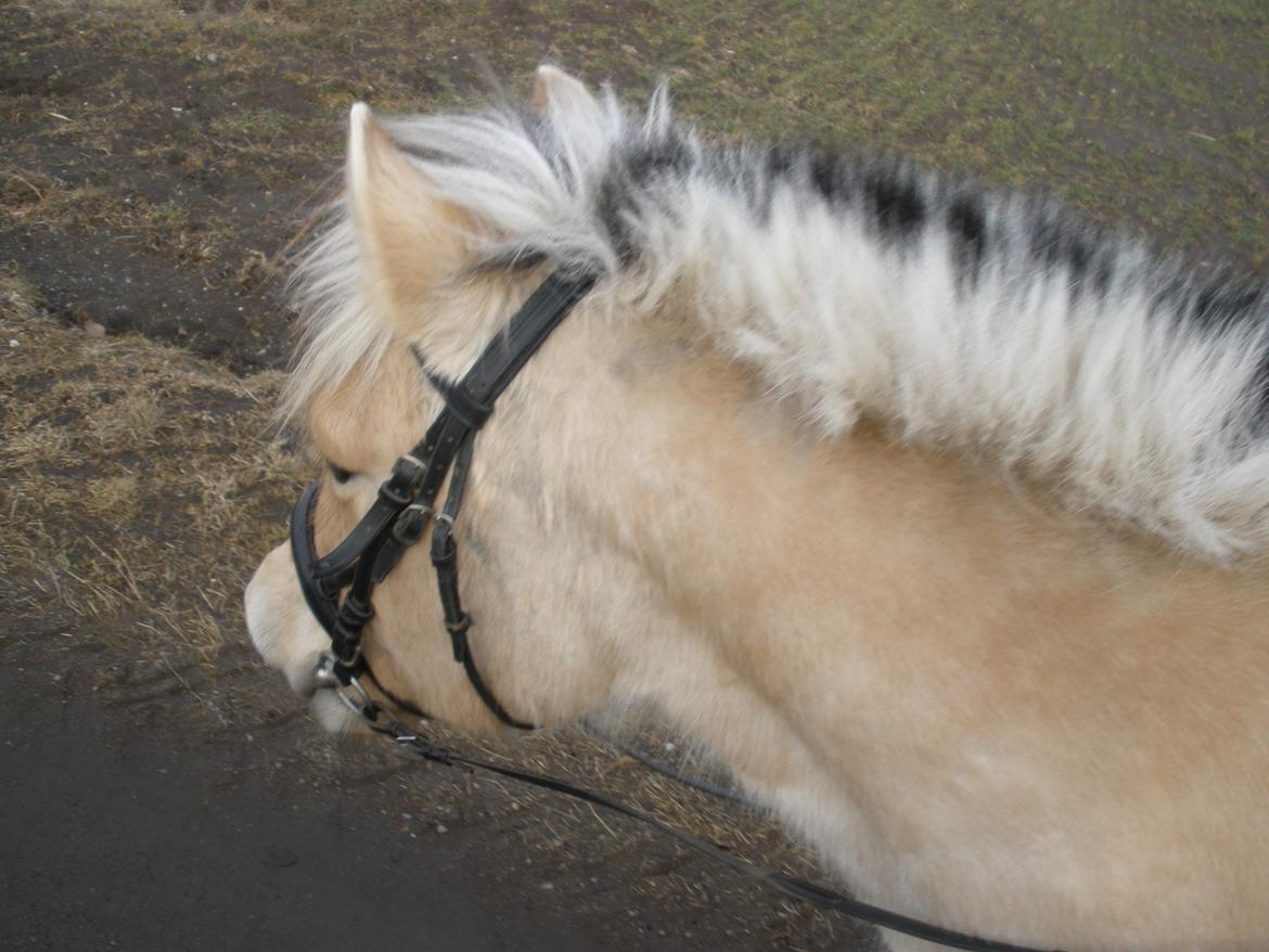 Fjordhest Sanita Dalsgaard billede 37