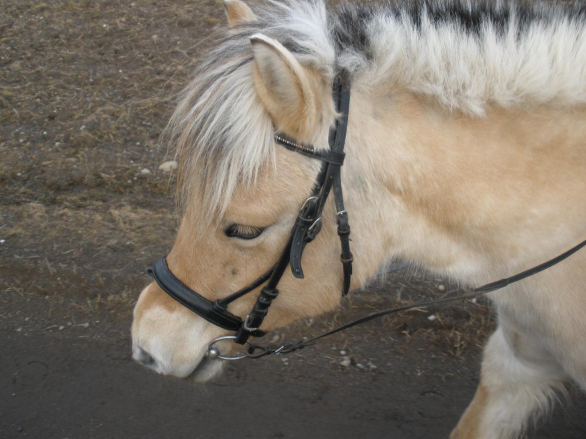 Fjordhest Sanita Dalsgaard billede 38