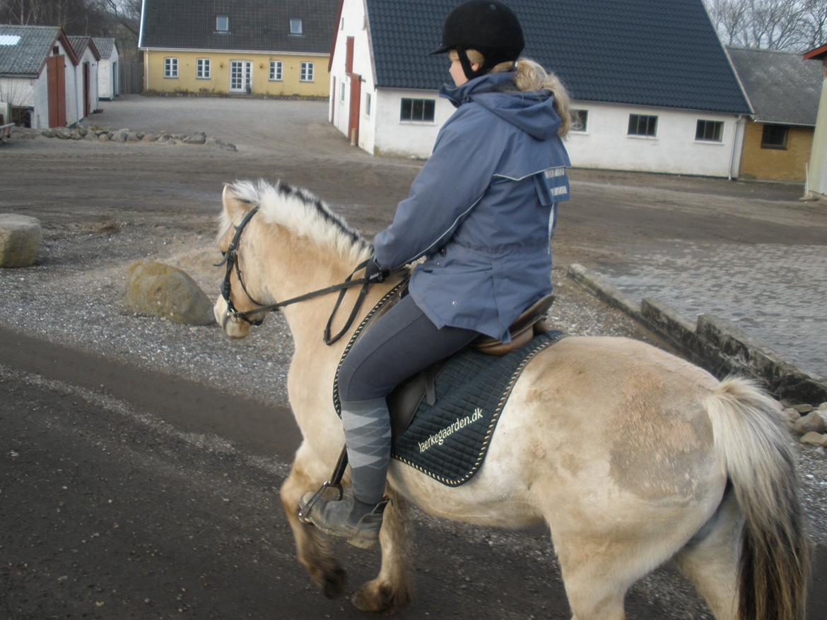 Fjordhest Sanita Dalsgaard billede 39