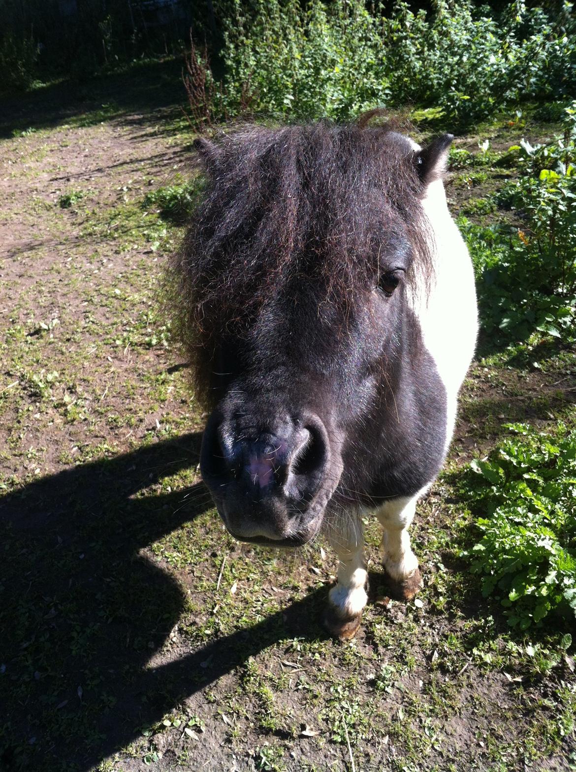 Shetlænder Buller billede 7