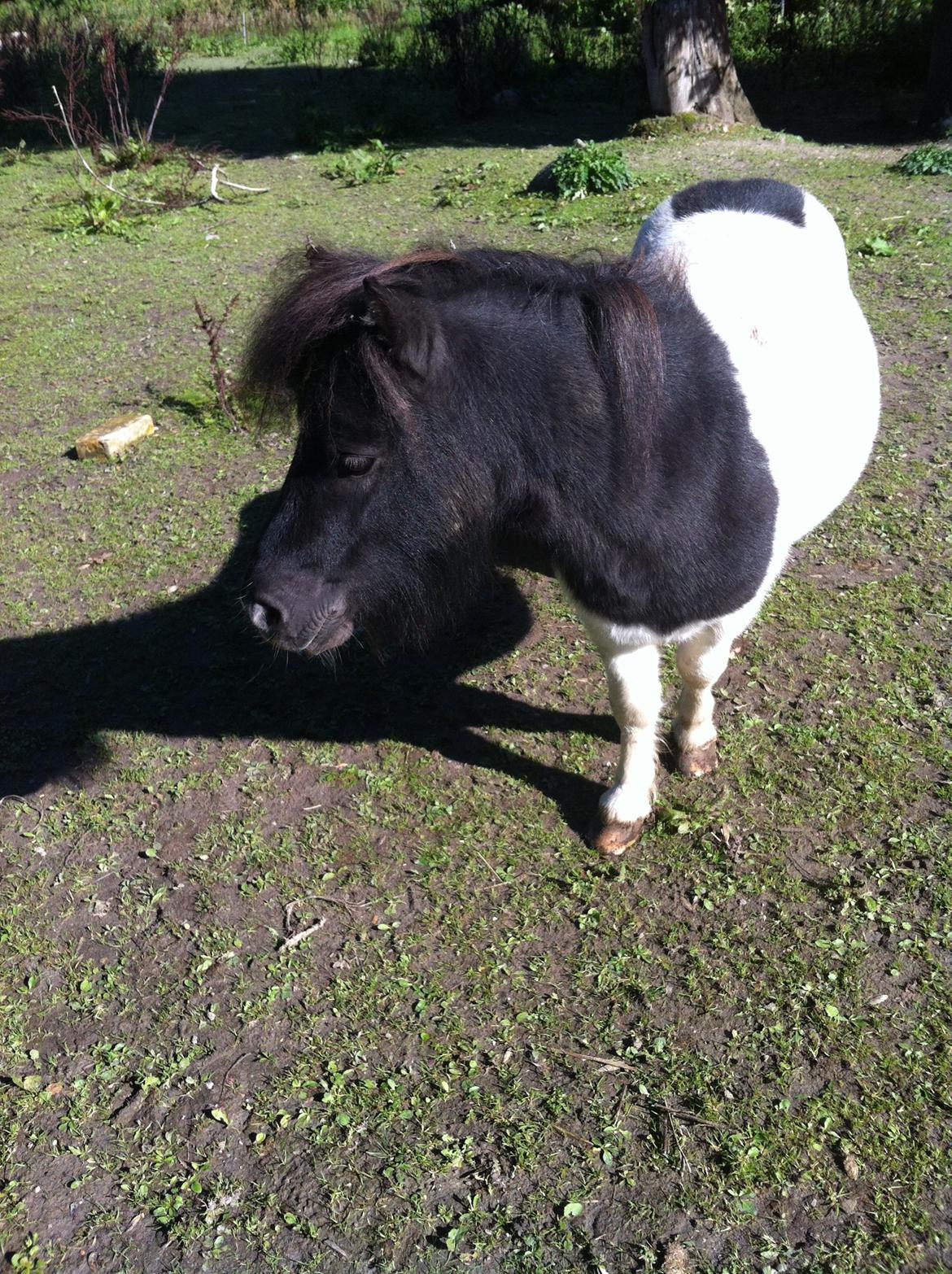 Shetlænder Buller billede 8