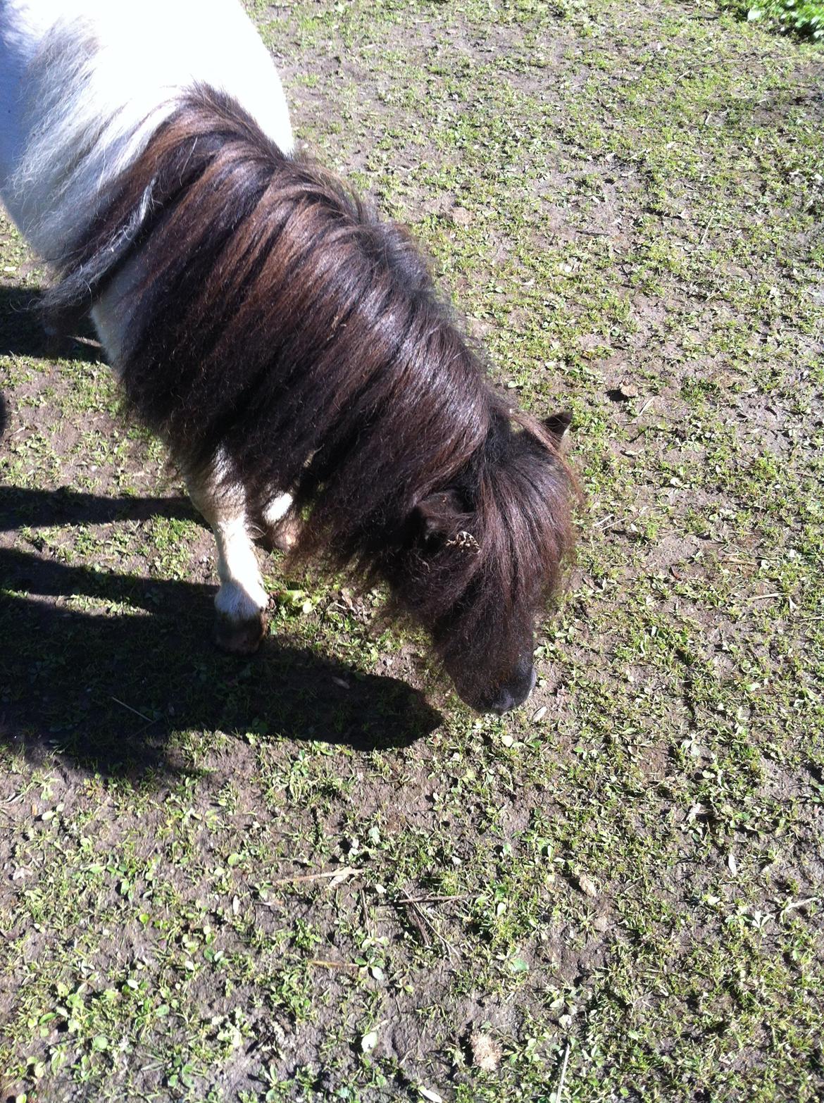 Shetlænder Buller billede 9