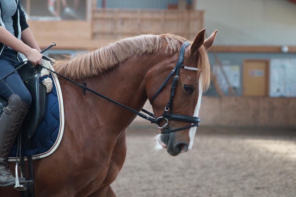 Pinto Whiskey In The Jar billede 15