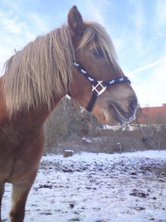 Haflinger Silla billede 20