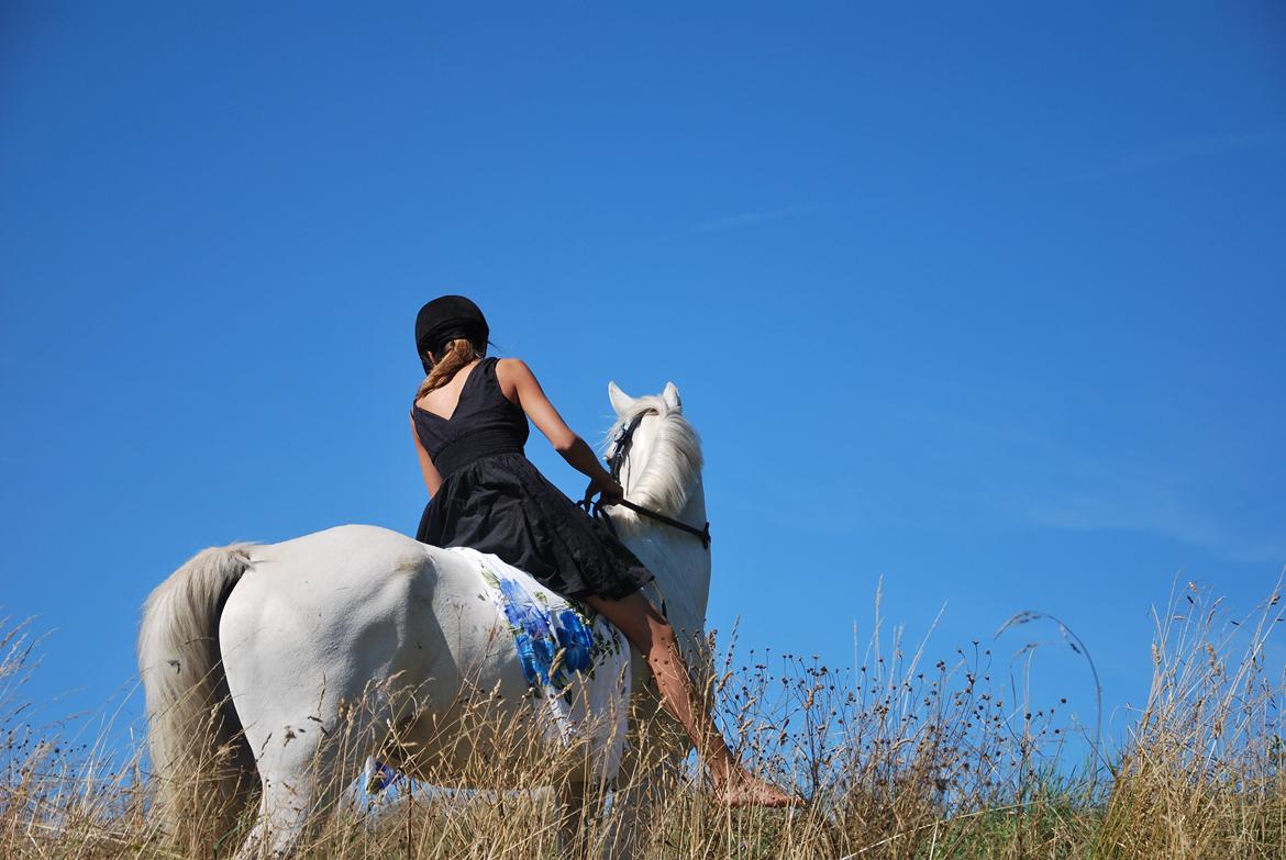 Irsk Sportspony Rahscanlon Lad  - White beauty - - We chased a dream and succeeded. billede 1