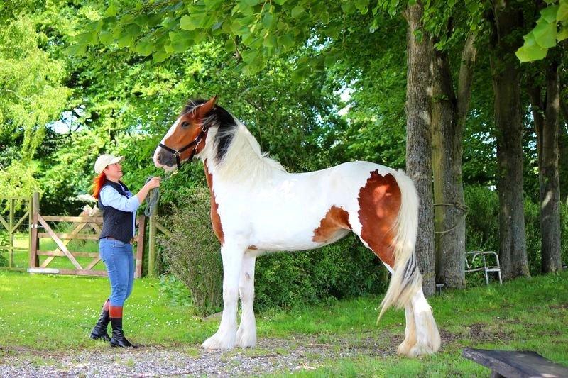 Drumhorse Amazing Ayla -  Registeret i den europæiske stambo billede 1