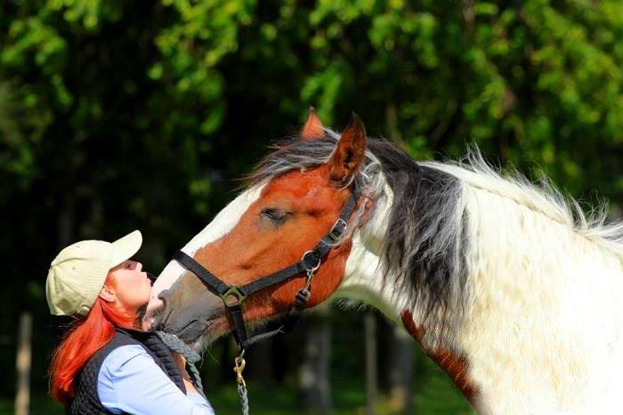 Drumhorse Amazing Ayla -  Registeret i den europæiske stambo billede 20