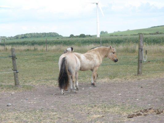 Fjordhest †Bellmann Kongsted† billede 21