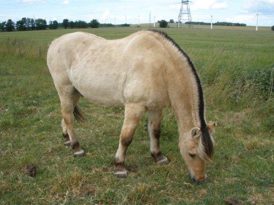 Fjordhest †Bellmann Kongsted† billede 22