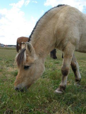 Fjordhest †Bellmann Kongsted† billede 23