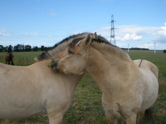 Fjordhest †Bellmann Kongsted† billede 24