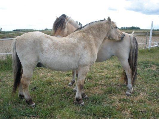 Fjordhest †Bellmann Kongsted† billede 25