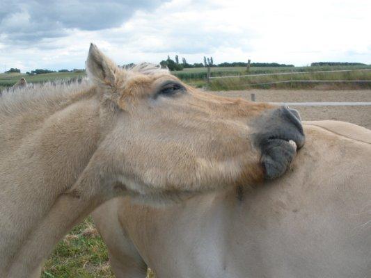 Fjordhest †Bellmann Kongsted† billede 26