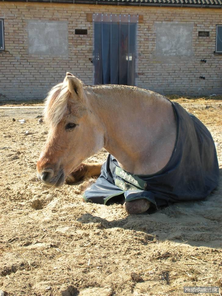 Fjordhest †Bellmann Kongsted† billede 27