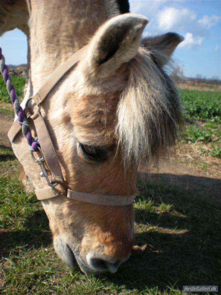 Fjordhest †Bellmann Kongsted† billede 28