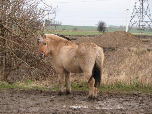 Fjordhest †Bellmann Kongsted† billede 29