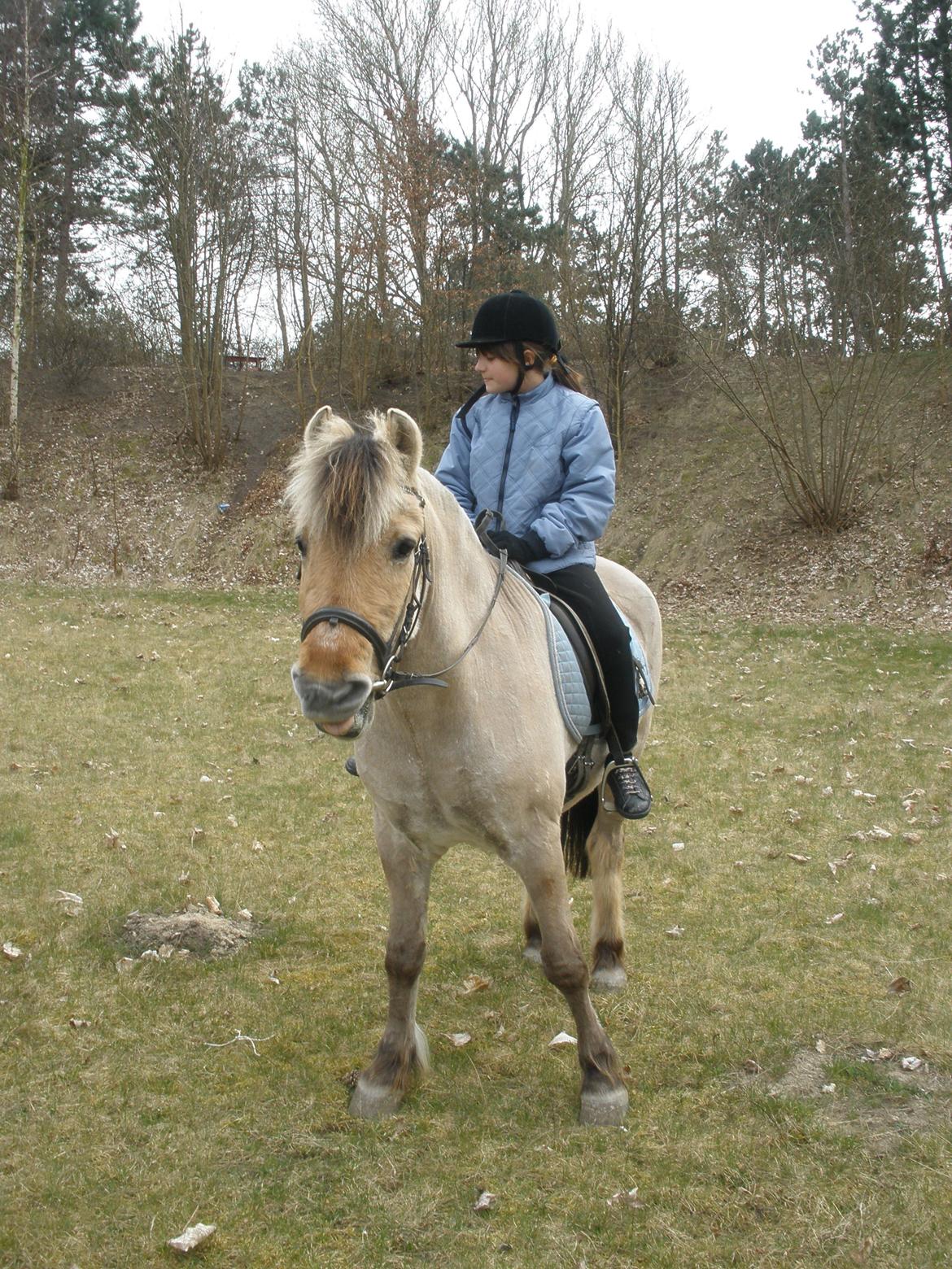 Fjordhest †Bellmann Kongsted† billede 30