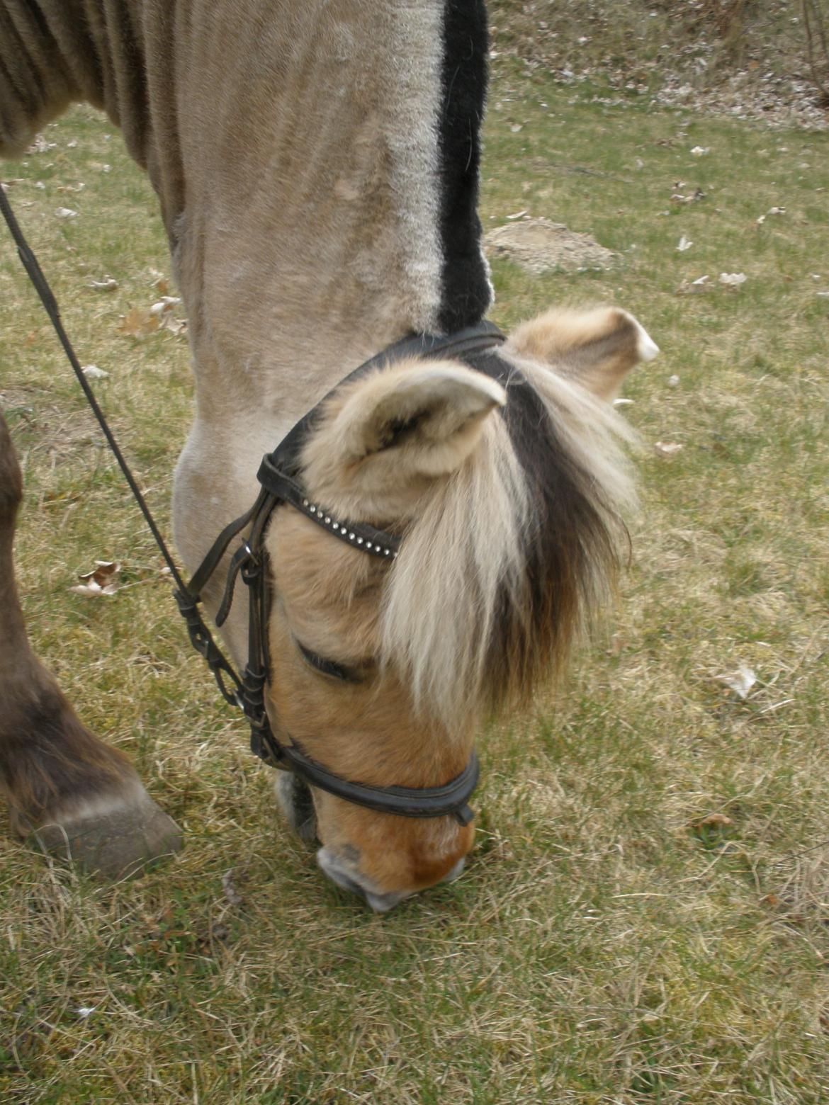 Fjordhest †Bellmann Kongsted† billede 31