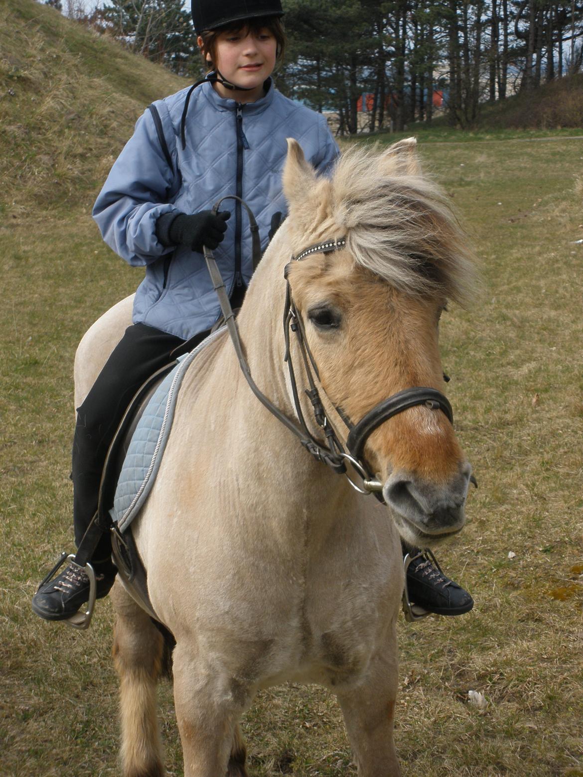 Fjordhest †Bellmann Kongsted† billede 32