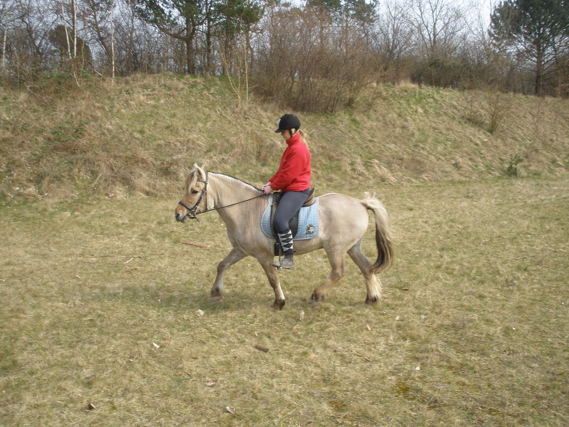 Fjordhest †Bellmann Kongsted† billede 33