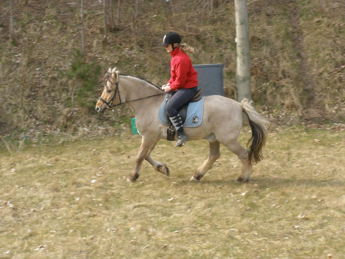 Fjordhest †Bellmann Kongsted† billede 34