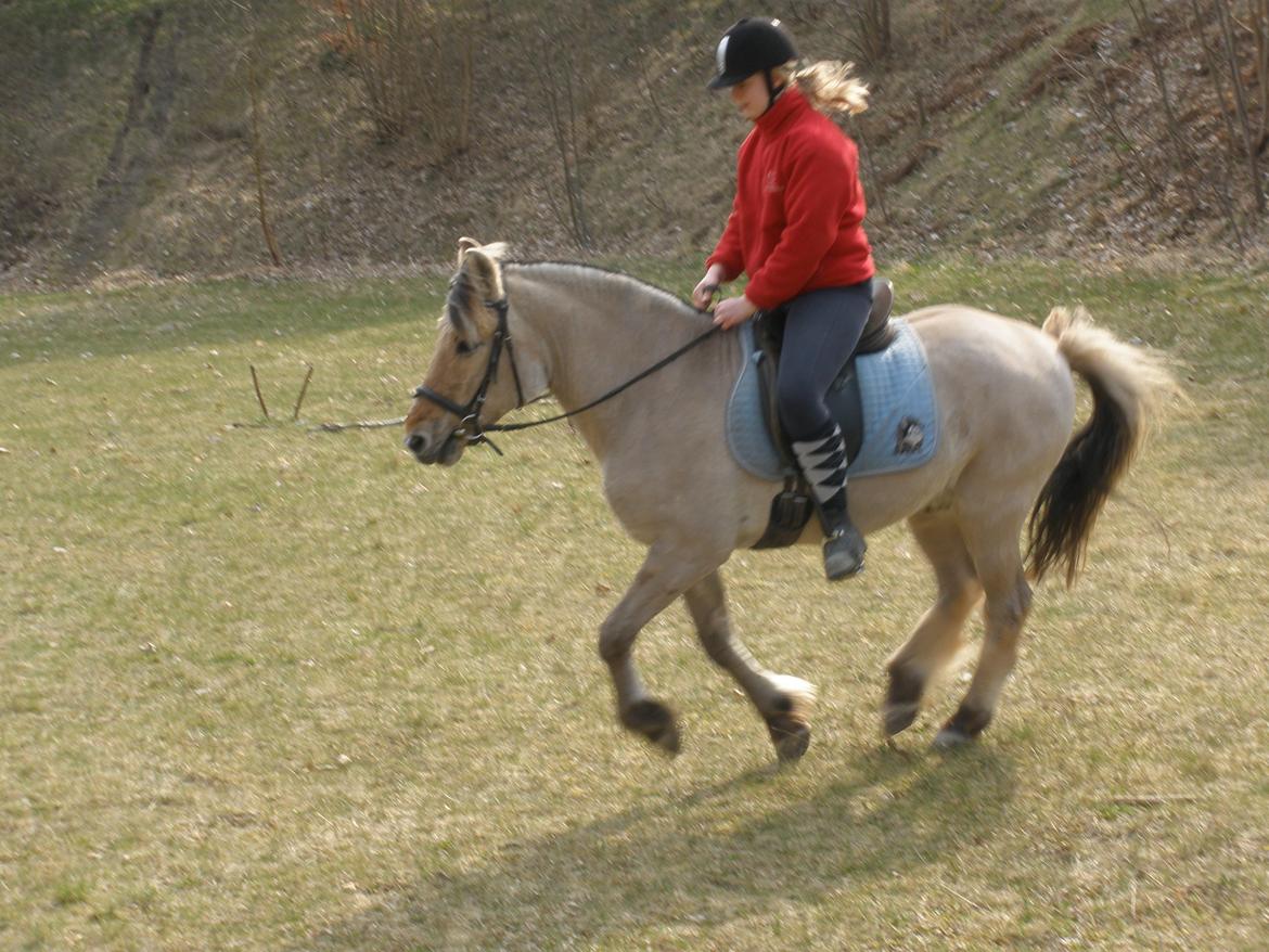 Fjordhest †Bellmann Kongsted† billede 35