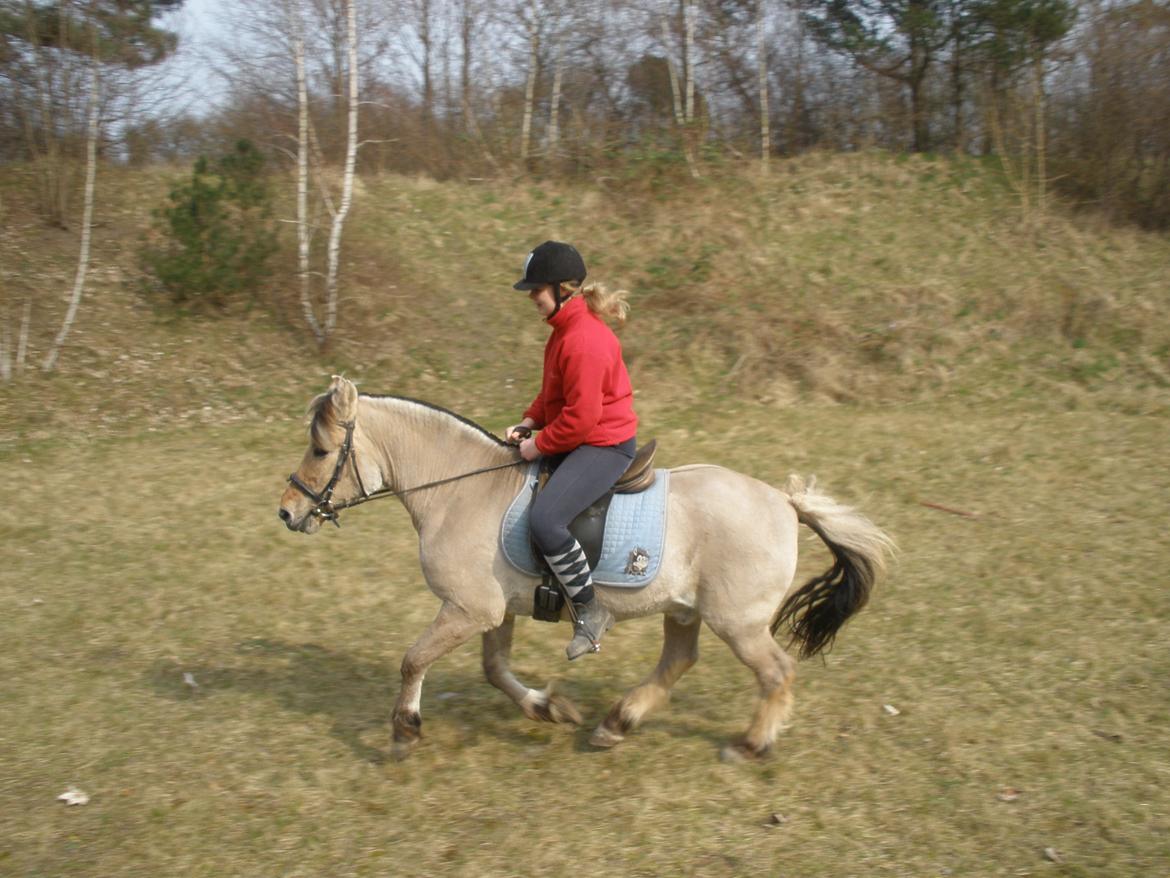 Fjordhest †Bellmann Kongsted† billede 36