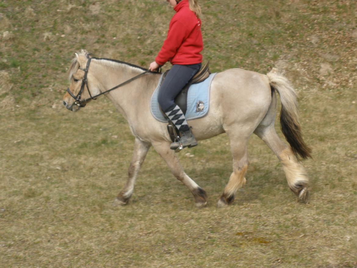 Fjordhest †Bellmann Kongsted† billede 37