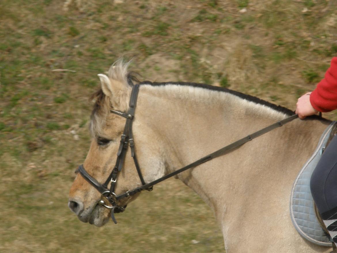 Fjordhest †Bellmann Kongsted† billede 38